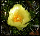 Maihuenia Poeppigii